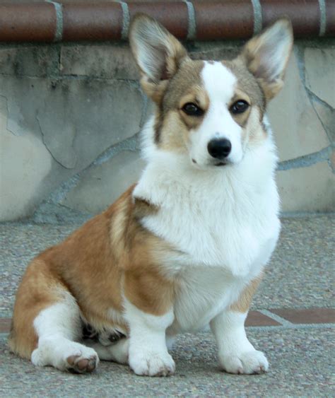 As has also been mentioned, corgi puppies. Noble Hearts Pembroke Welsh Corgi Breeder Puppies for sale