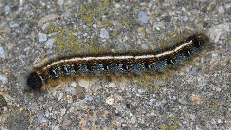 Eastern Tent Caterpillar Nc Cooperative Extension