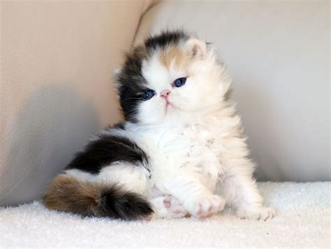 Champion Persian Cat Calico Pets Lovers