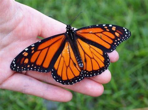 Milkweed And Monarchs Blog Pottawattamie Conservation