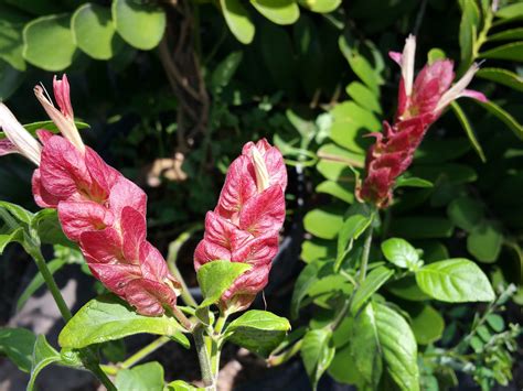 Shrimp Red Heirloom Shade Garden Live Plant Justicia Unusual Flower