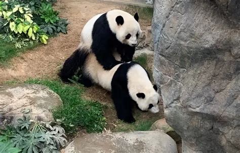 Coronavirus Lockdown Pandas Mate For First Time 10 Yrs After Zoo Was