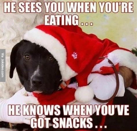 Dog Gone Funny Christmas Memes Plus Friday Frivolity Munofore