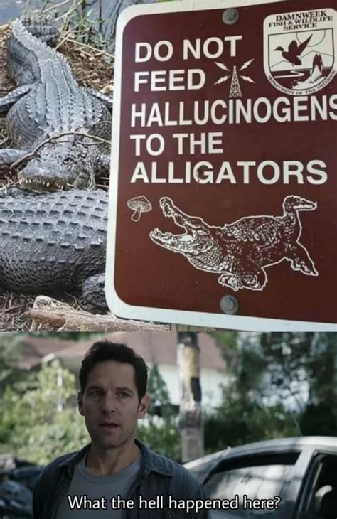 Damn Wee Not Hallucinogens To Alligators What The Hell Happened Ifunny