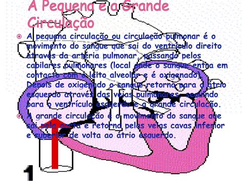 Ppt A Pequena E A Grande Circulação Powerpoint Presentation Free