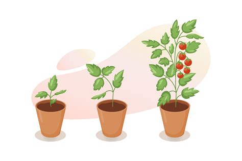 Life Cycle Of Tomato Plant Stages Of Growth Of Tomato From Seedling