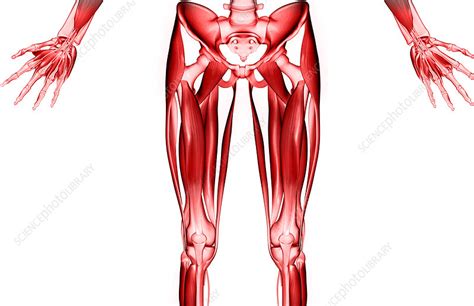 Check spelling or type a new query. Muscles of the upper leg - Stock Image - F002/0222 ...