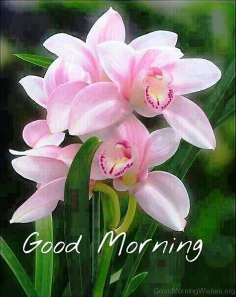 Hello, friends, i hope you are very happy in your life and make happy other people every morning to send good morning wishes with flowers images. Good Morning Fresh Flowers Image | Beautiful flowers ...
