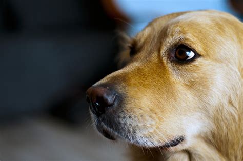 Free Images Puppy Animal Close Up Nose Whiskers Golden Retriever