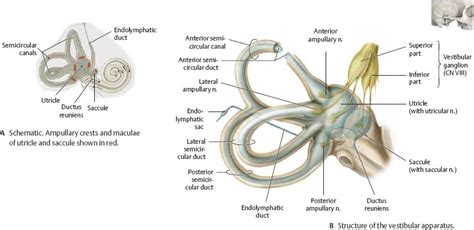 Temporal Bone And Ear Atlas Of Anatomy