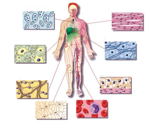 Tissue Types Study Guide Tejidos Del Cuerpo Humano Cuerpo Humano Sistemas Del Cuerpo Humano