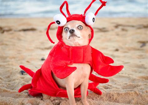 Download Hilarious Dog Dressed As A Lobster Wallpaper