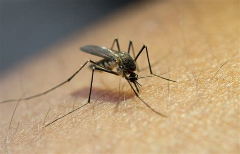 Abordagem Not Cias Casos De Dengue Aumentam Em Um Ano