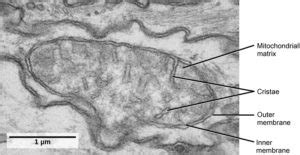 Many eukaryotic cells contain lots of mitochondria, i.e. 4.12 Mitochondria and Chloroplasts - Mt Hood Community ...