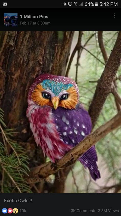 Rainbow Owlsooooooo Pretty Nature Animals Animals And Pets Cute