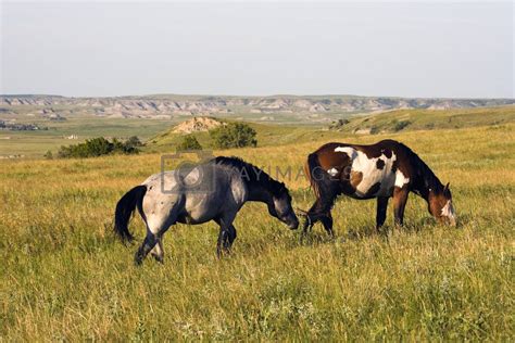 Wild Horses In Theodore Roosevelt National Park By Benkrut Vectors