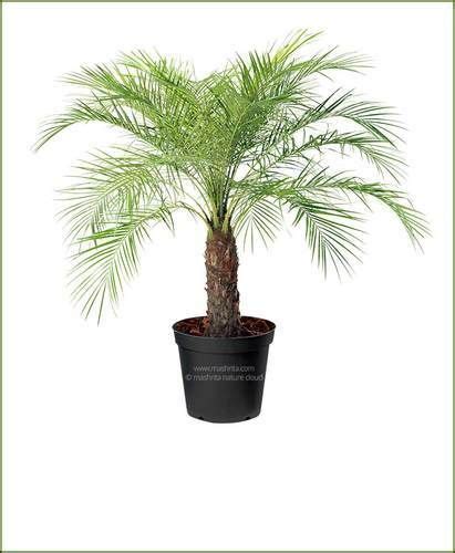 Dwarf Date Palm Phoenix Roebelenii Date Palm Palm Plants