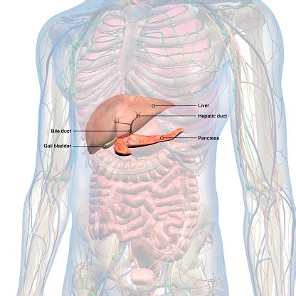 Abdominal muscle anatomy female, anatomy of. Liver Gallbladder Pancreas Labeled In Male Abdominal ...