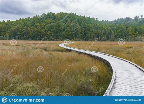 Wooden Walkway Winding Through Wetland Reed Towards Native Bush Stock