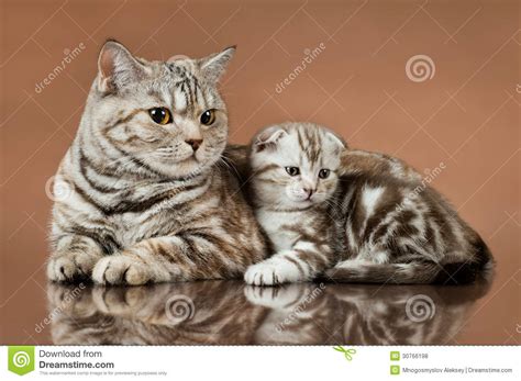 Kittens Stock Photo Image Of Baby Cute Pretty Mother