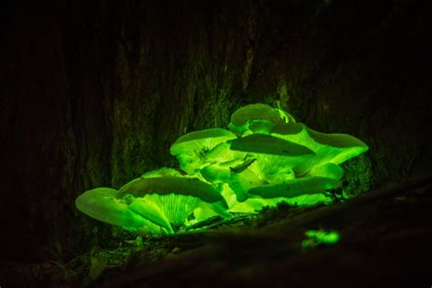 How Do Some Mushrooms Glow In The Dark Science Abc