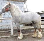 horses  sale lithuanian heavy draft horse russia  horse  sale buyan