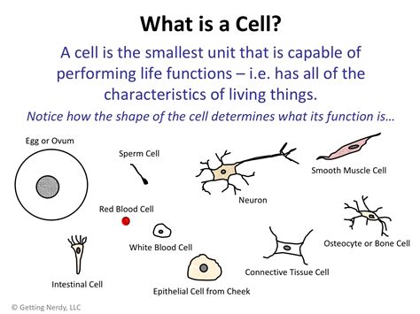 Lesson Plan Hooke Cells And Cell Theory Getting Nerdy Science