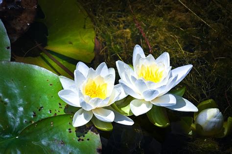 Lily Flower Pond Free Photo On Pixabay Pixabay