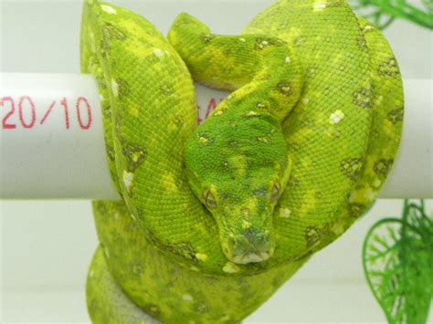 Green Tree Python For Sale Morelia Virdis Red Biak