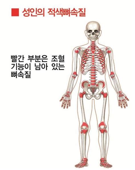 Bone anatomy human body system. 해부학 뼈 골격 human bone anatomy 691hue(이미지 포함) | 뼈