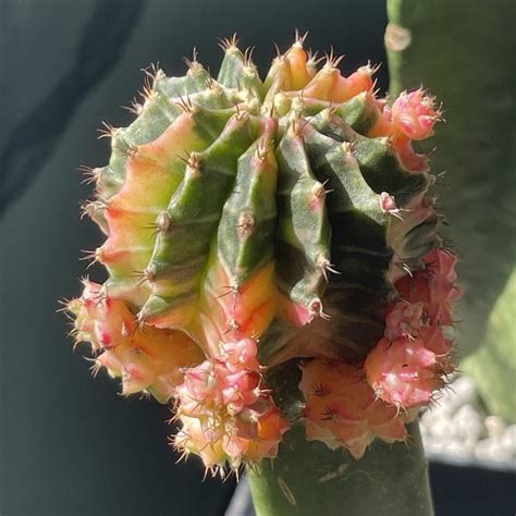 Cactus Pups Or Offset Gymno Pink Diamond Shopee Philippines