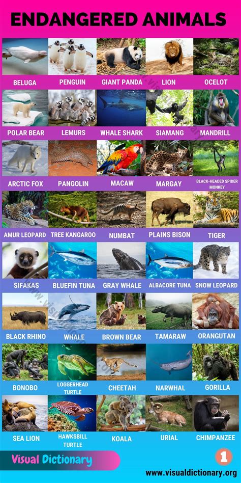 Endangered Animals List With Pictures And Names