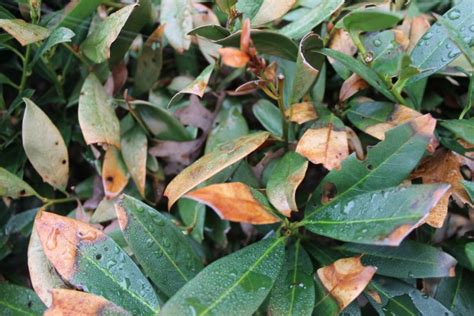 Qanda Whats Wrong With My Cherry Laurel Shrubs Maryland Grows