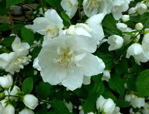 See colorful low maintenance zone 5 & 6 flowering trees here … 4. Favorite Fragrant Flower - Philadelphus coronarius - Mock ...