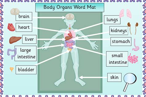 Human Body Organ Diagram Printable Diagrams Sexiz Pix