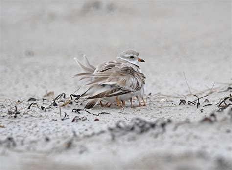 Piping Plover Adult And Chicks Oqunquit Maine May 31 2022 Flickr