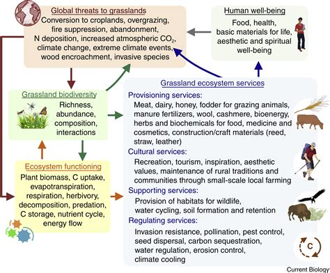 Grassland Biodiversity Current Biology