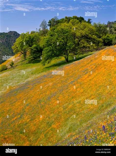 A Hillside Of Flowering California Poppies And Lupine With An Oak Tree