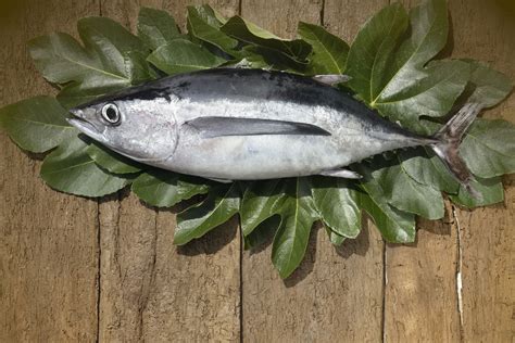 Albacore Tuna » Freya Produce