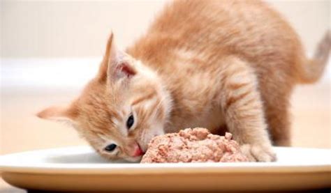 Learn all you need to know right here. 10 of the Best Wet Foods for Your Cat to Savour - Buskers Cat