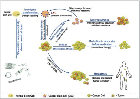 Schematic Representation Of Cancer Stem Cell Csc Model Explaining
