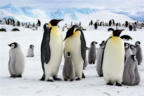 Emperor Penguins Antarcticabritannica