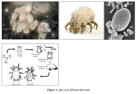 Biology Of House Dust Mites As An Allergens And Methods For Their Control