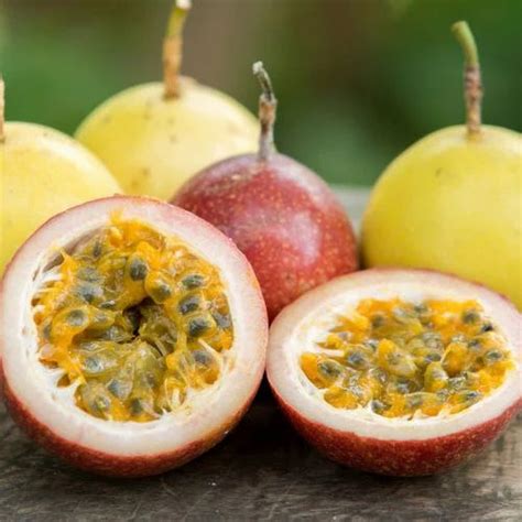 Passion Fruit In Bengaluru Latest Price And Mandi Rates From Dealers In