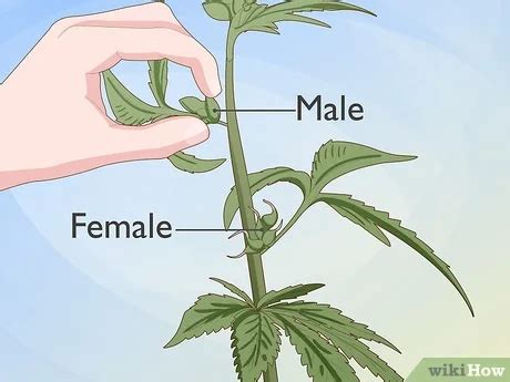 Full Guide On Plants That Look Like Weed