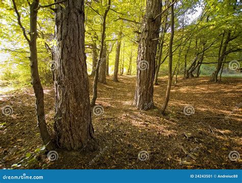Pine Trees In A Beautiful Forest On An Autumn Stock Image Image Of