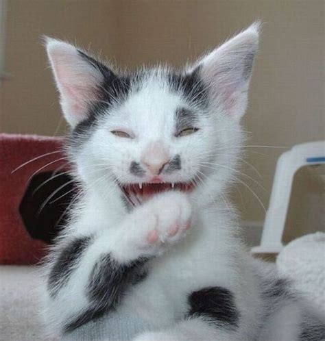 43 Top Info Laughing Cats Cute Kittens