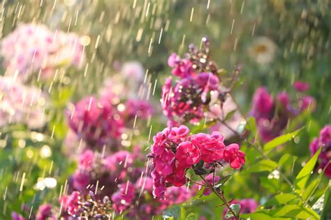 Abstract Floral Backgroundsummer Rain In The Garden And Flowers With