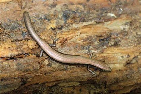 6 Species Of Skinks You Can Find In South Carolina Wildlife Informer