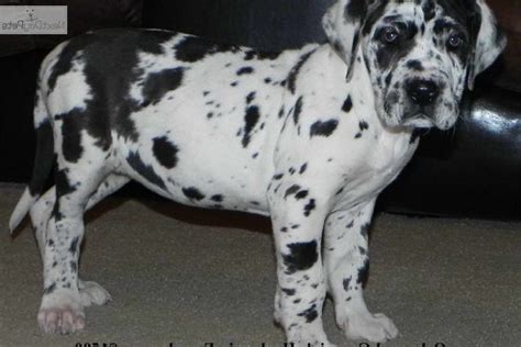 Some of the great danes listed on this page are still living with their owners, this is called a private adoption. Harlequin Great Dane Puppies Rescue | PETSIDI